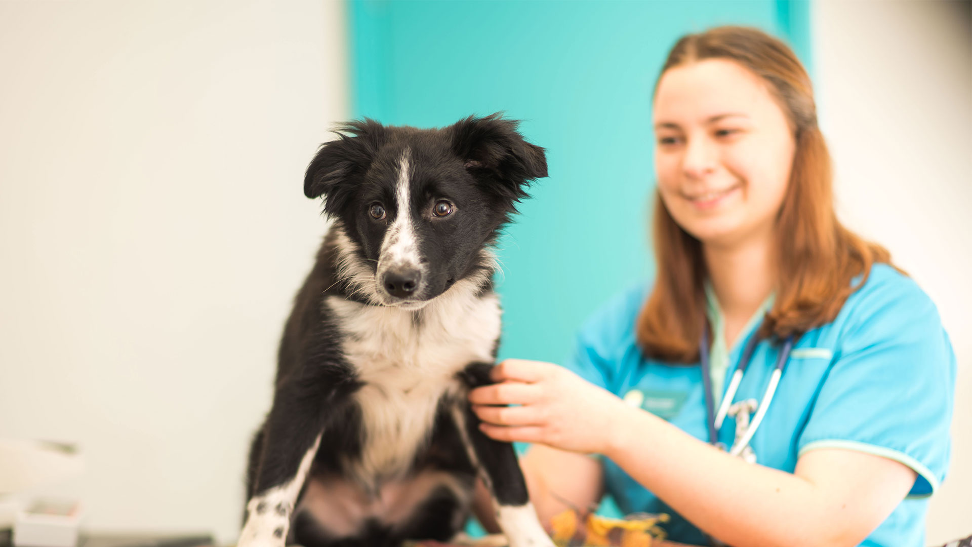Fees Payment At Sundean Vet Group Practice Info Our Staff And