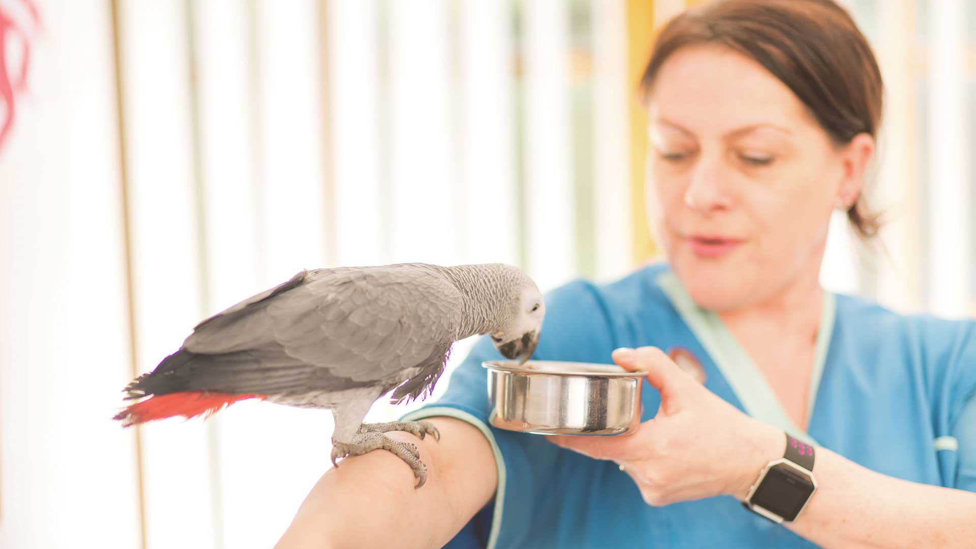 Veterinary Services | Local Vets in Gloucestershire - Sundean Vets