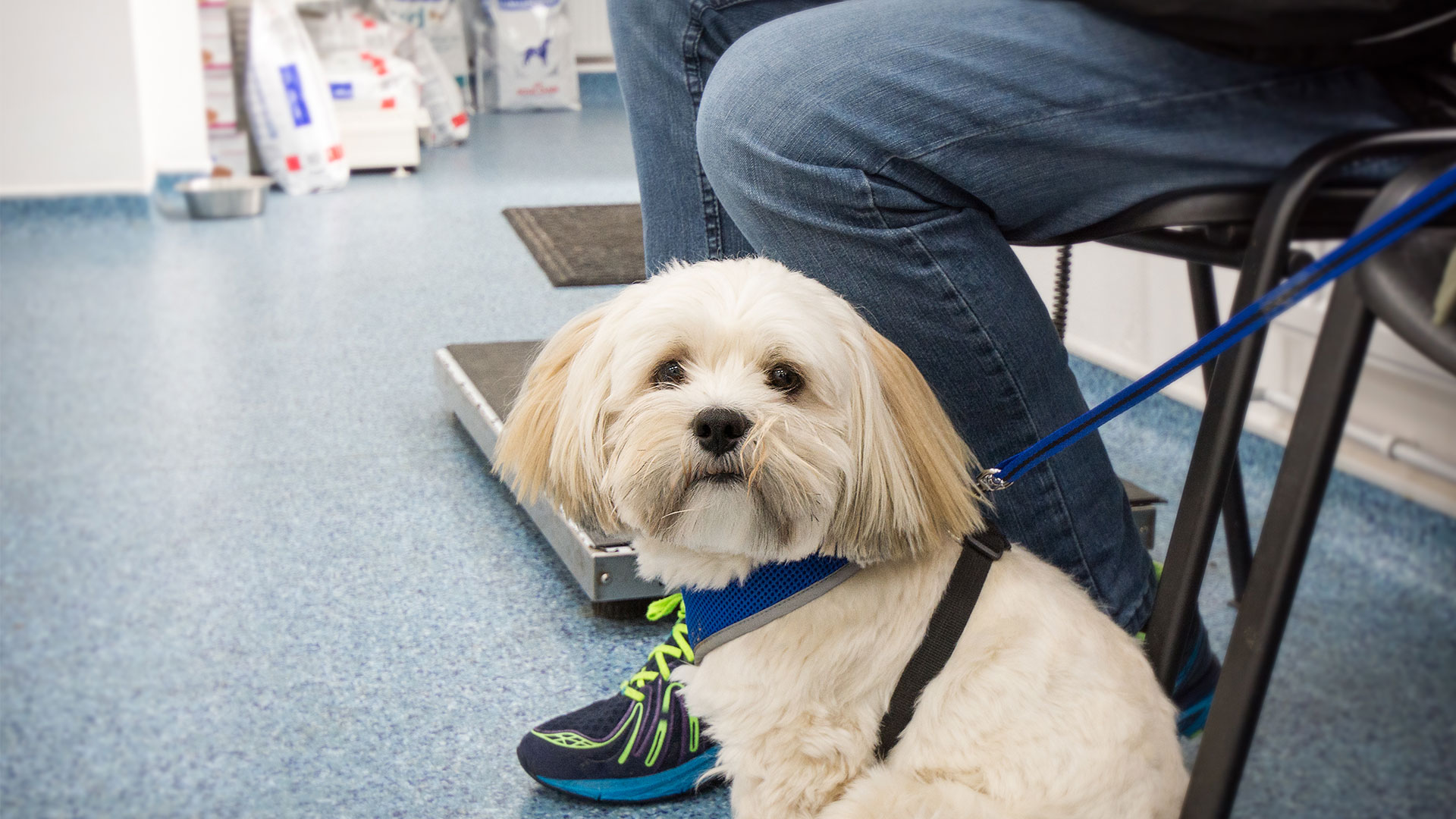 Blogs from the Sussex Coast Vets Sussex Coast Vets