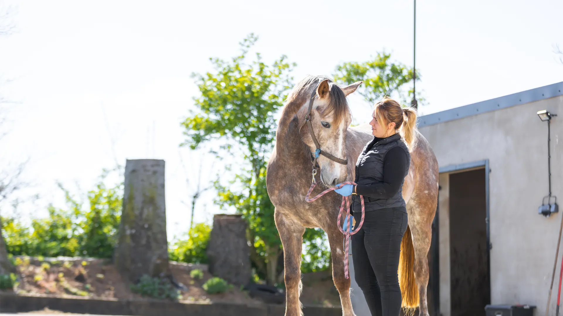 Vets in West Sussex | Equine Vets in West Sussex - Sussex Equine Hospital