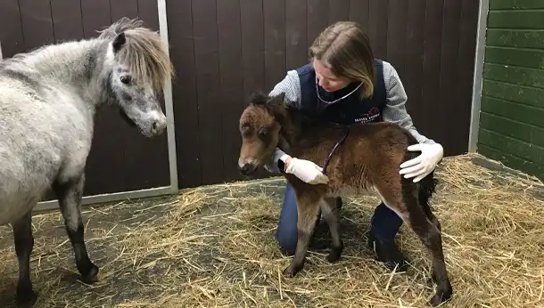 Foal Examination