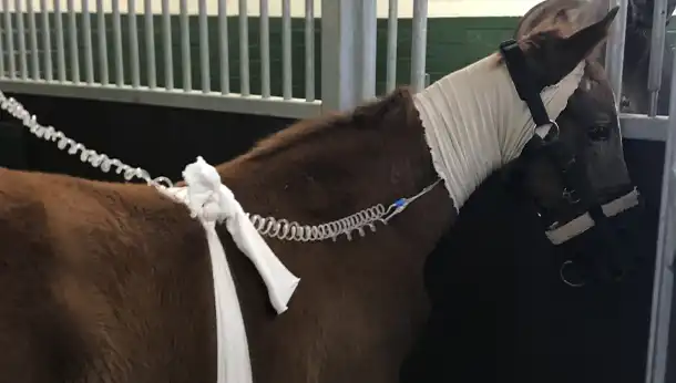 Older foal fluids intake