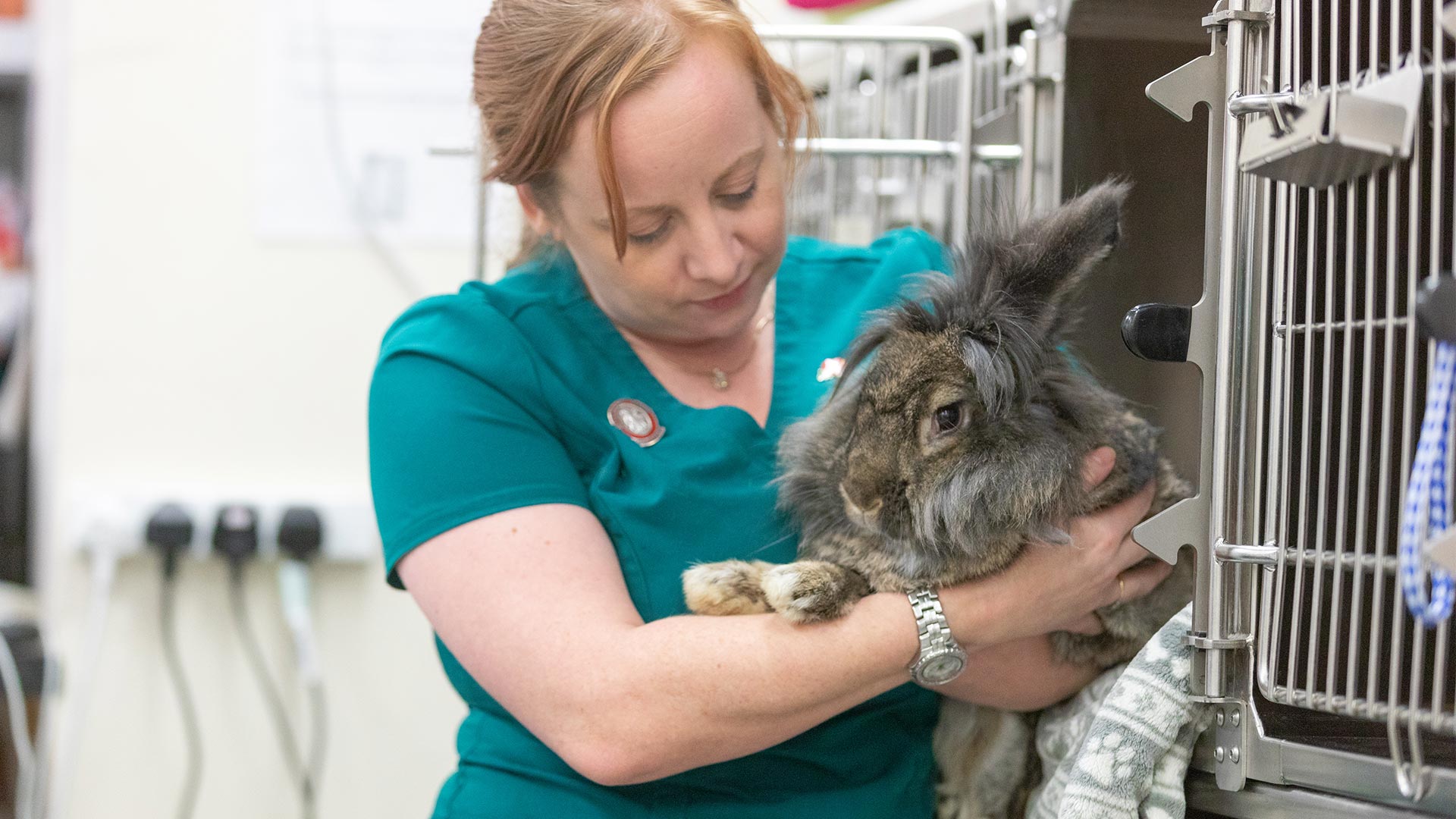 Emergency & Out of Hours Vet Local Vets in Swadlincote and Melbourne