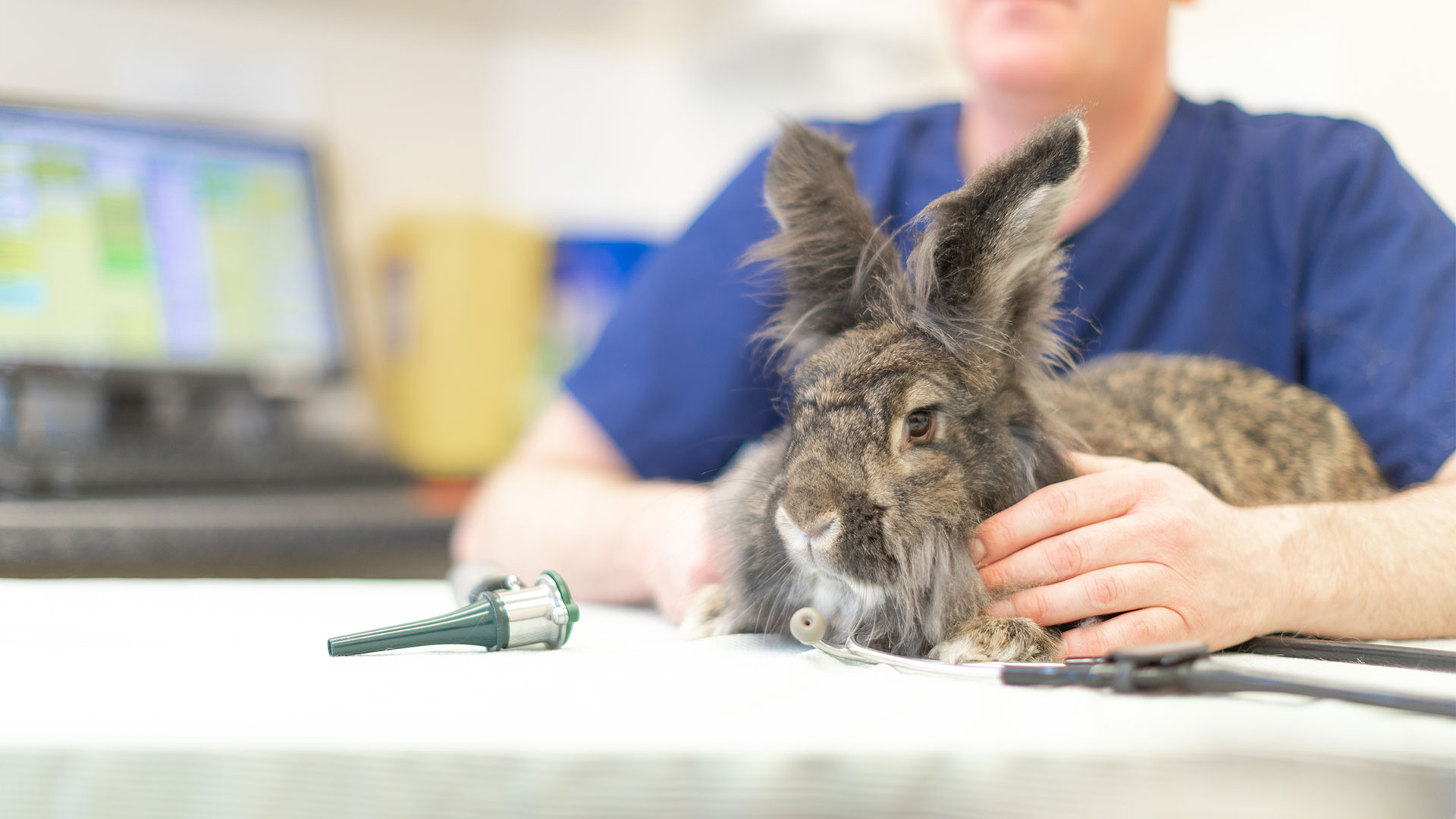 Pet Advice Local Vets in Swadlincote and Melbourne Swadlincote Vets