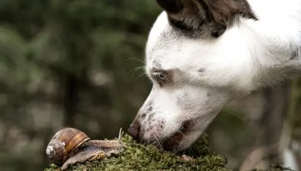 can lungworm in dogs be cured