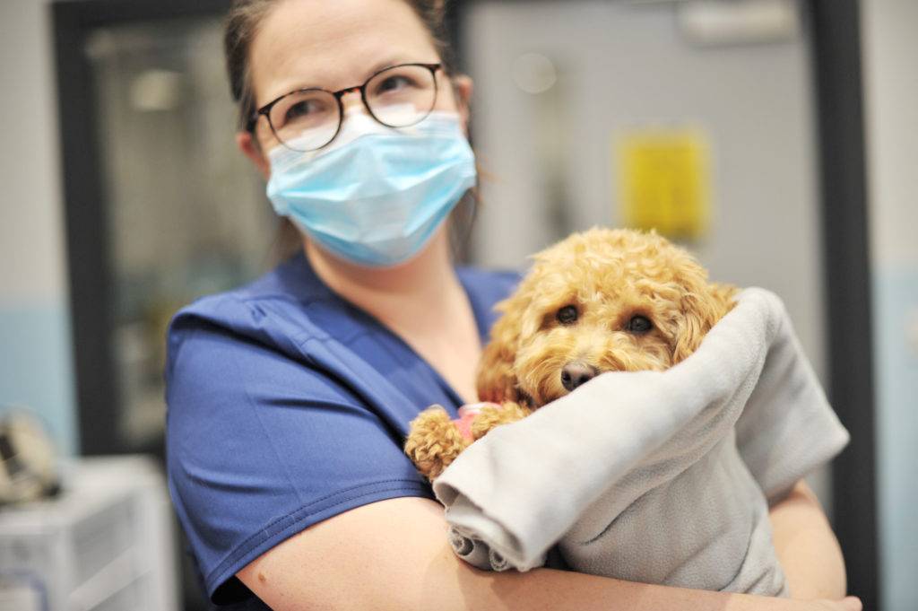 Blog | Referral Vets in Leeds - Swift Referrals Blog | Referral Vets in Leeds - Swift Referrals