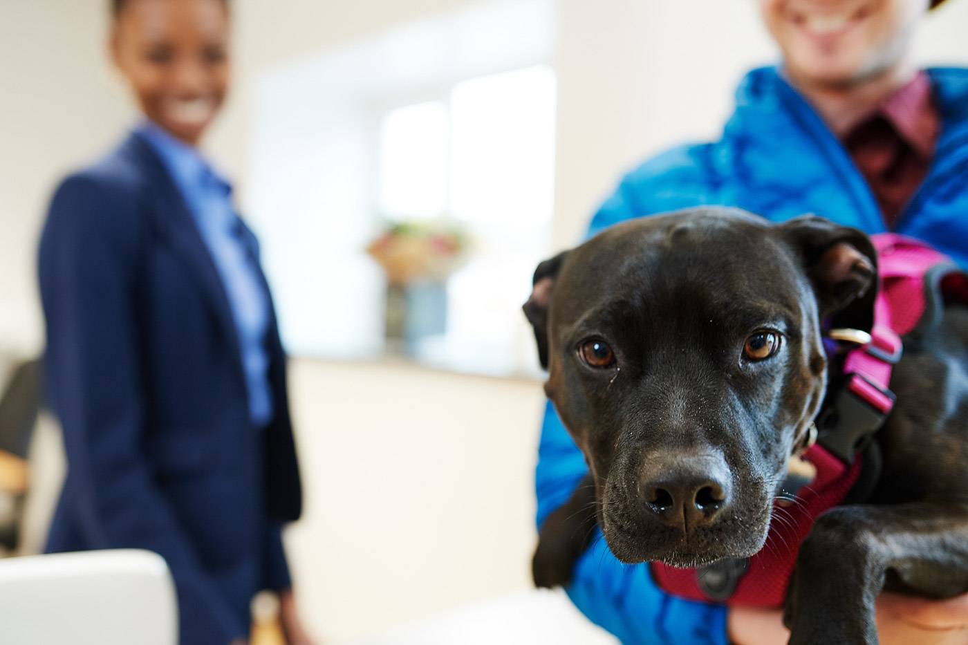 dog ear flushing surgery