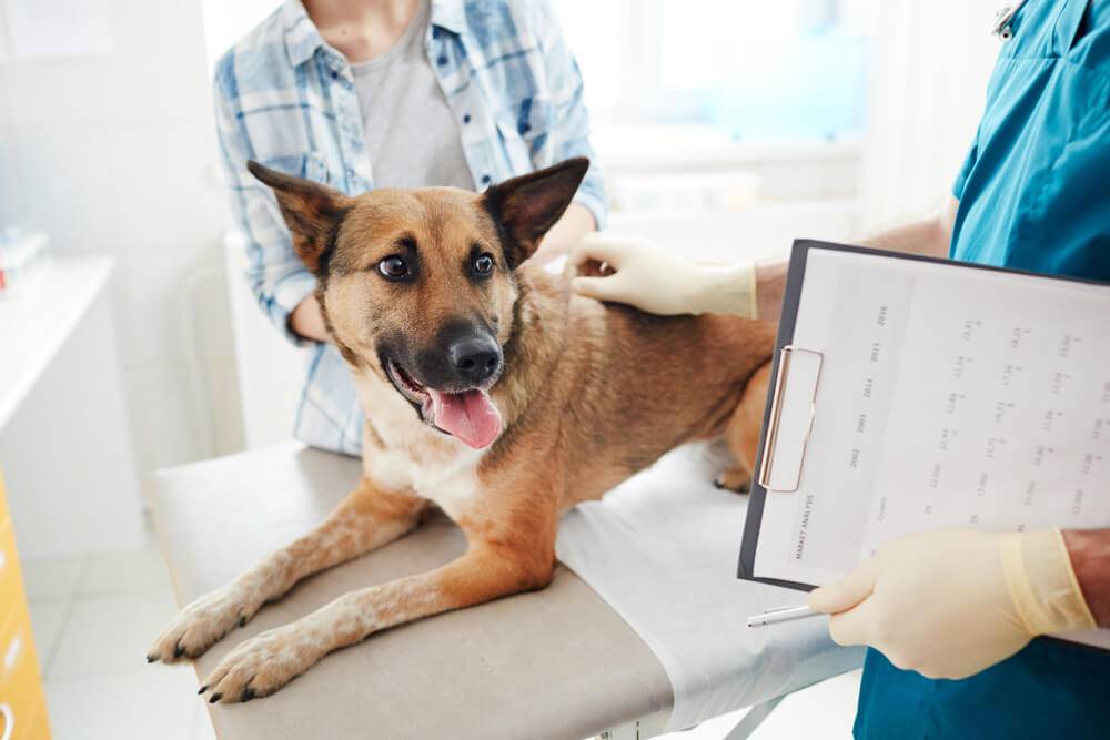how long can a dog with lymphoma live on prednisone
