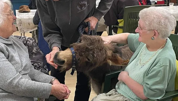 Miniature Donkeys Community Grant