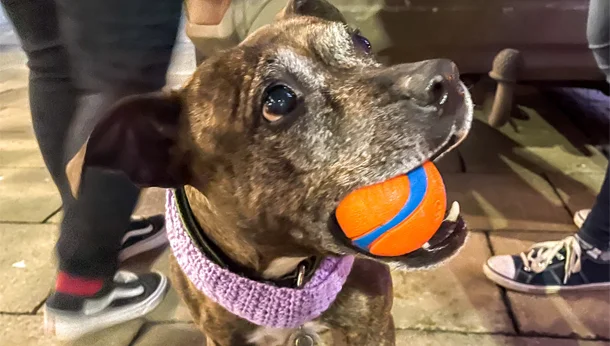 StreetVet Dog with ball