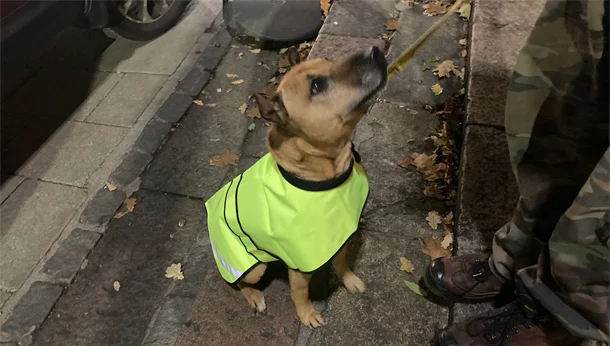 StreetVet Dog in high viz