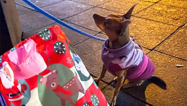 StreetVet Dog Christmas Wrapping