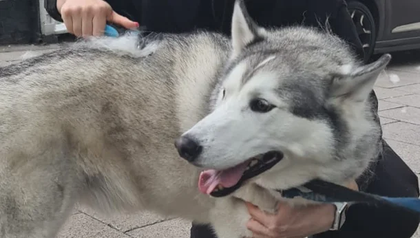 StreetVet Husky Consult