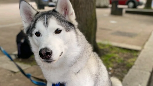 StreetVet Husky