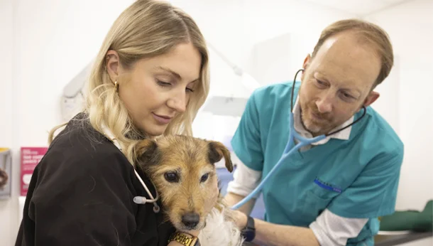 Vets & Dog Cardiology Consult