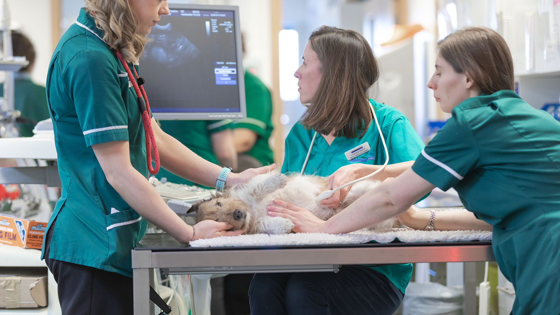 Referrals Local Vets in Taverham, Costessey & Aylsham Taverham Vets