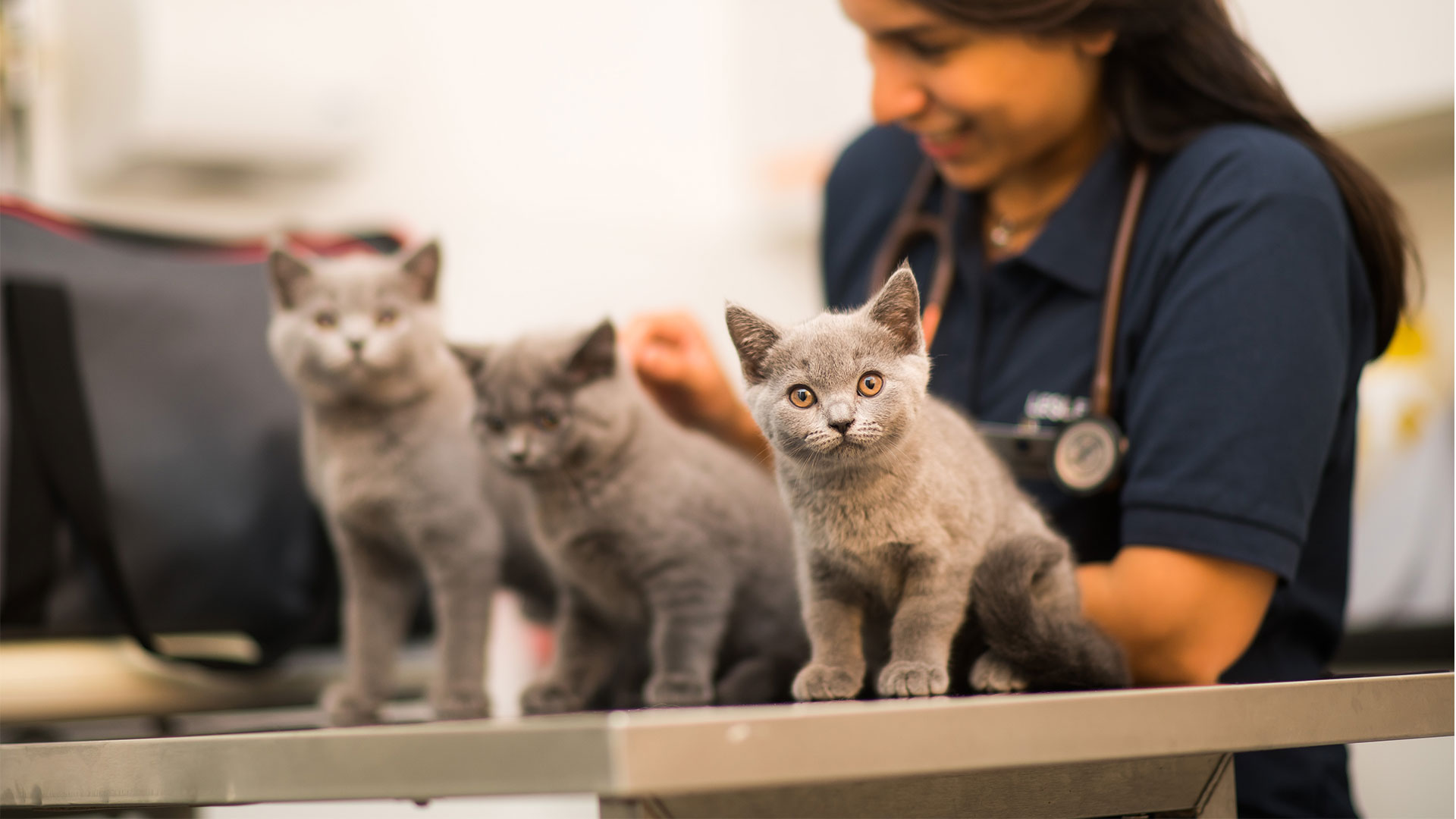 Health Checks at Taylor Vets Vets in Glasgow Taylor Vet