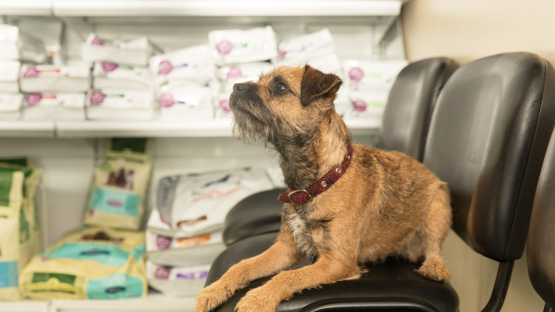 Kennel Cough Vaccine Vets in Glasgow Taylor Vet