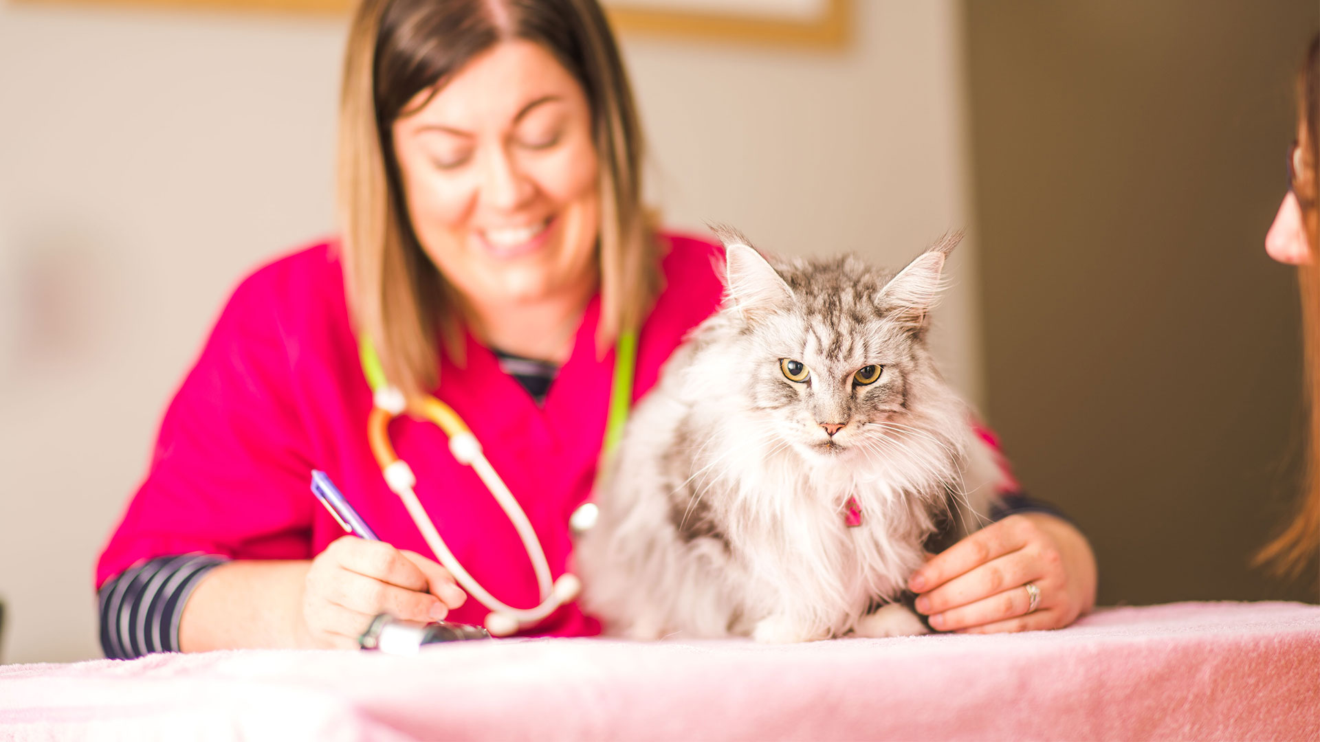 House Visits at Taylor Vets Vets in Glasgow Taylor Vet