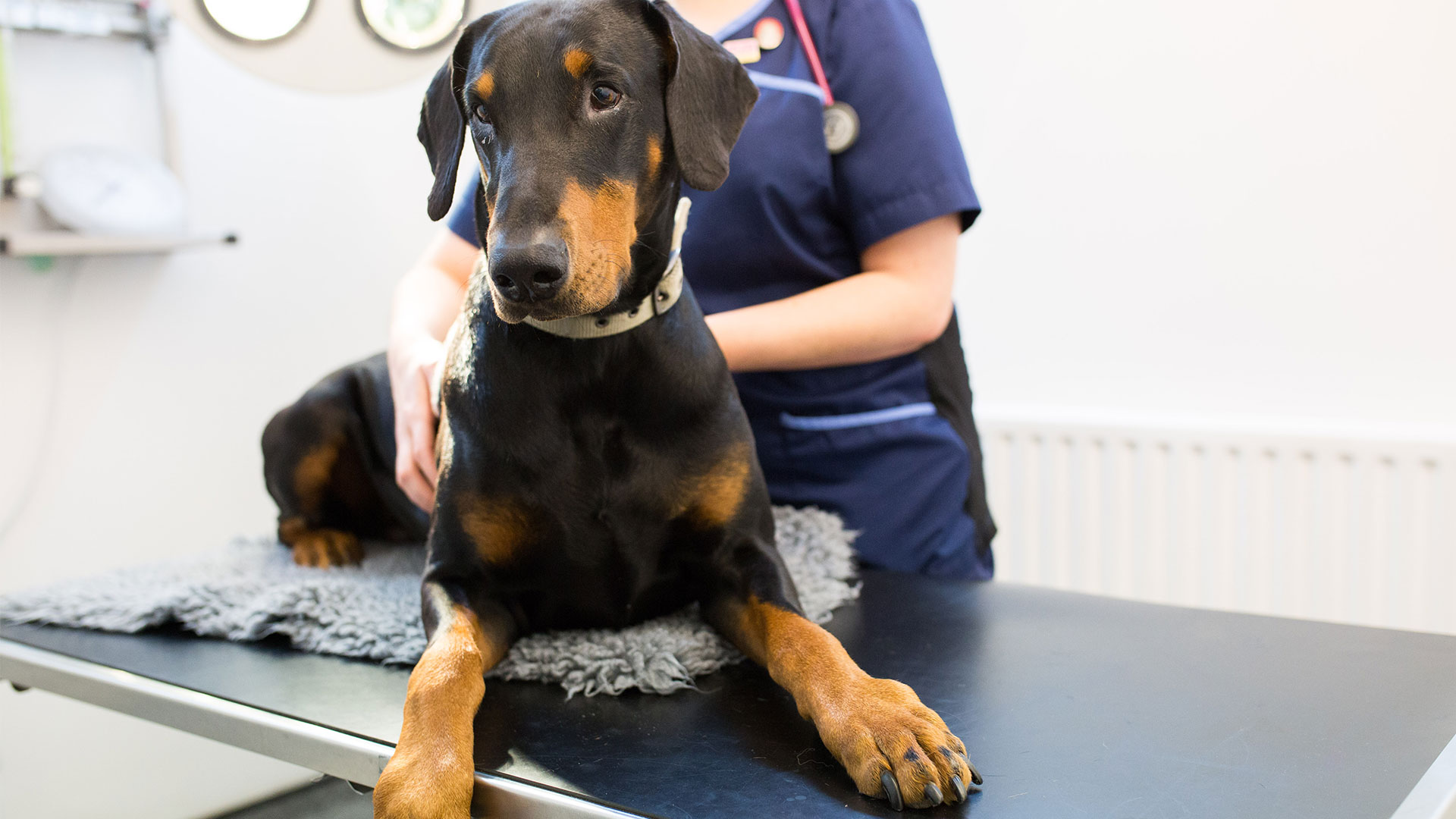 Offers Vets in Glasgow Taylor Vet