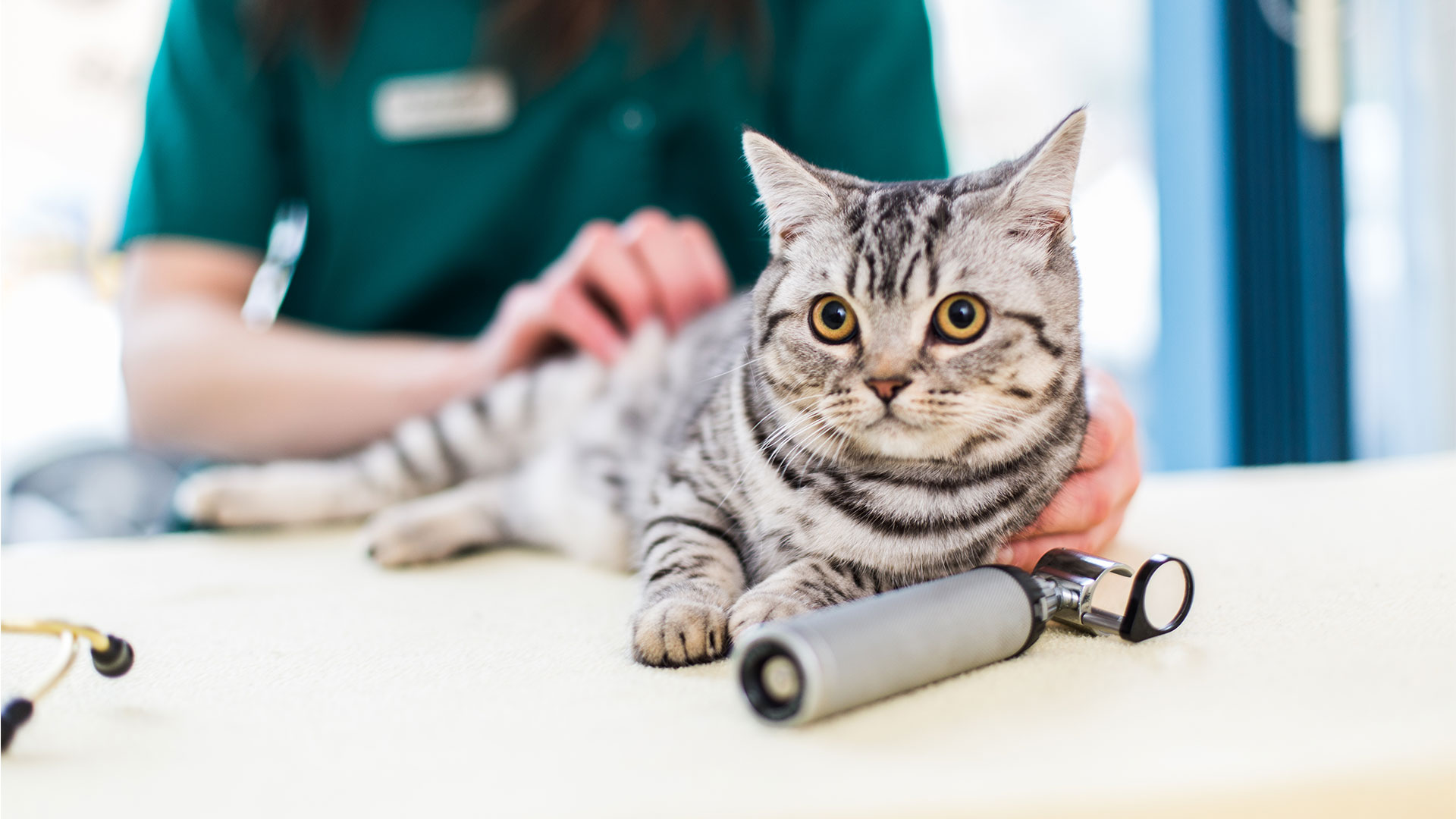 Our History Vets in Glasgow Taylor Vet