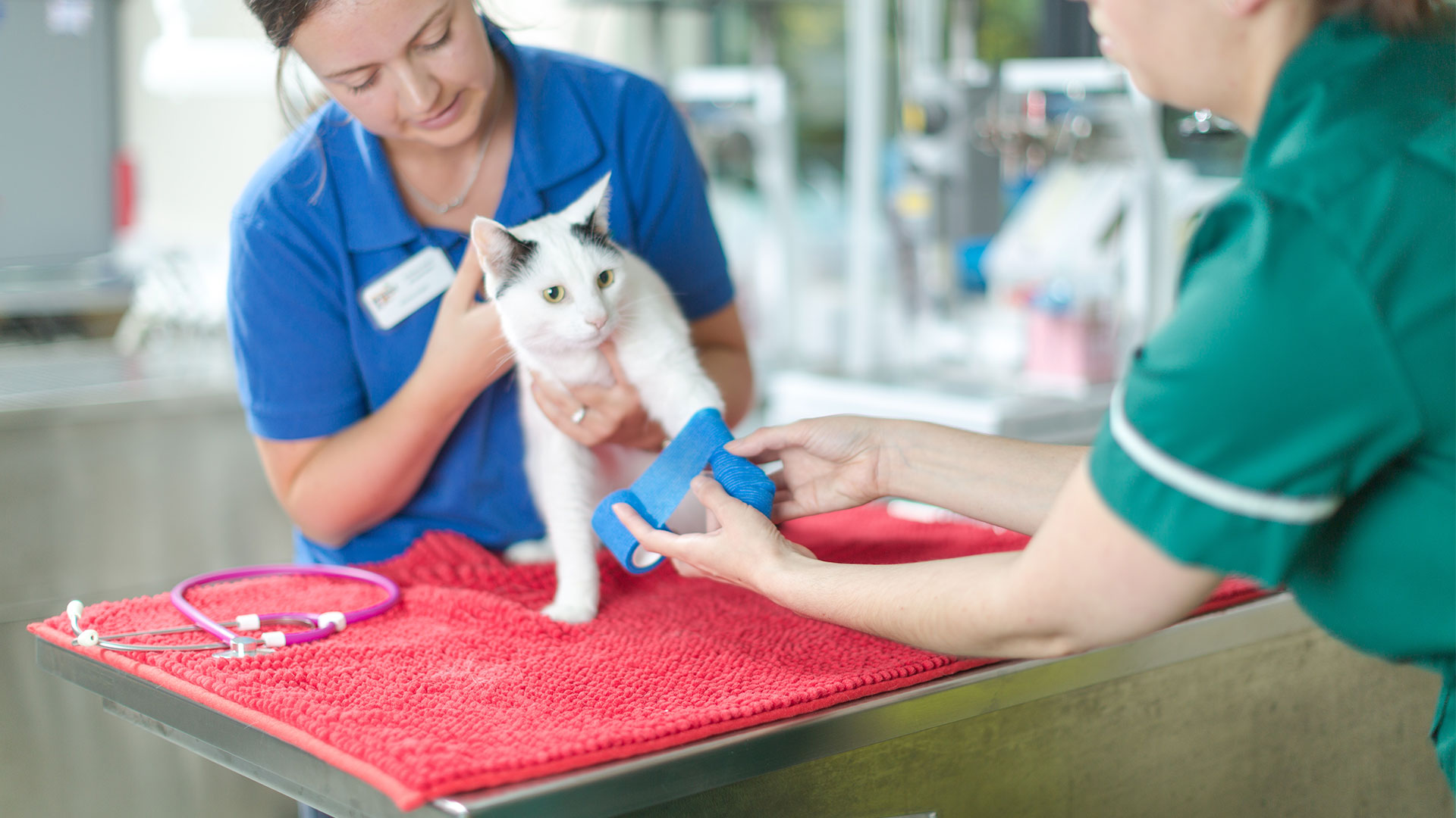 Vet Services Vets in Glasgow Taylor Vet