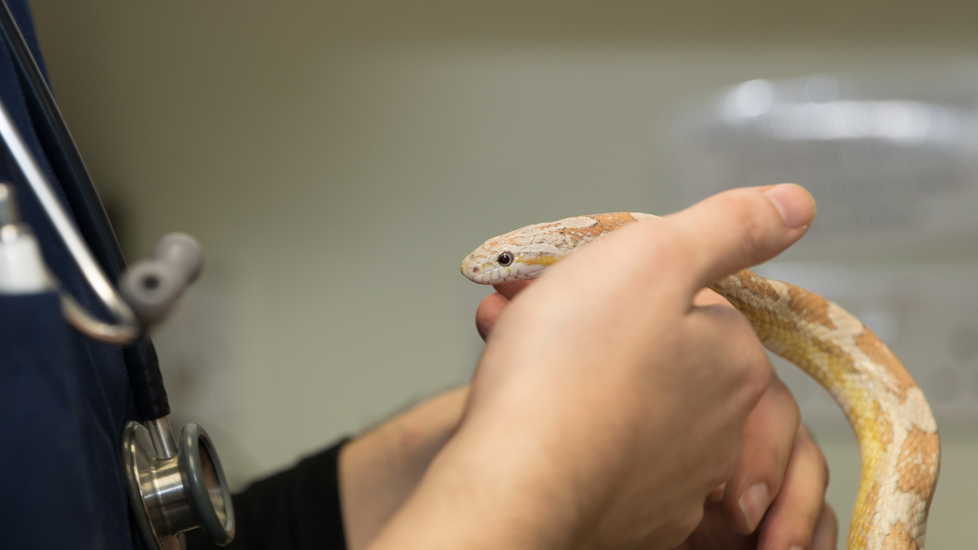 Emergency Vets in King's Lynn Terrington Vets