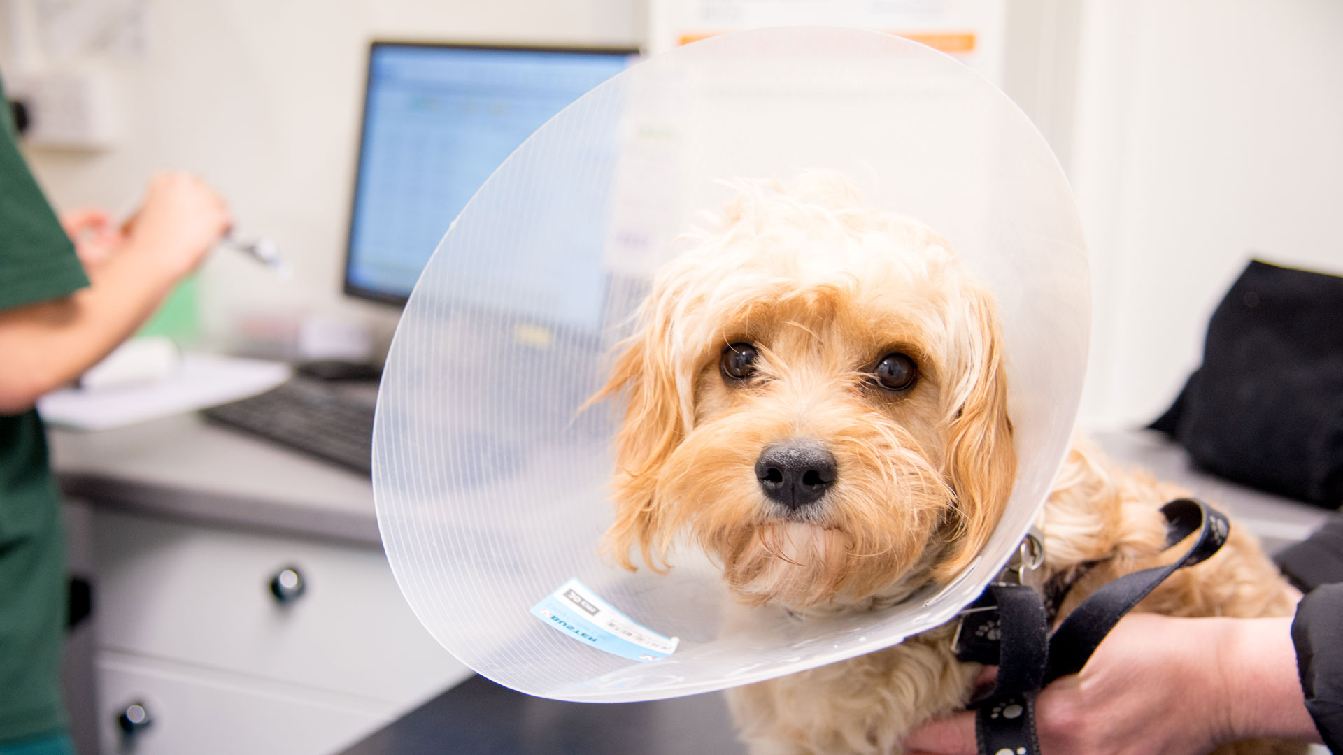 Post Care After Neutering Dog Neutering a Dog, the Surgical Procedure