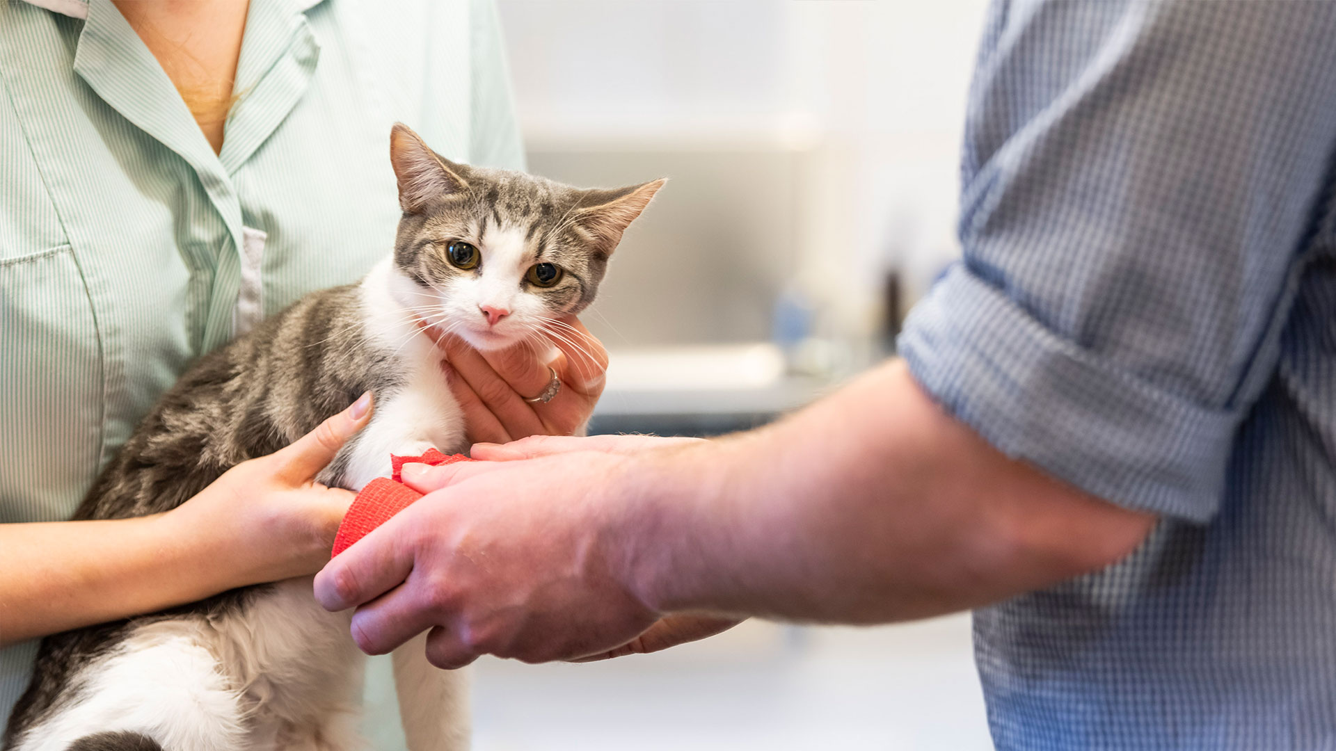 Offers Vets in Ipswich, Copdock & Ashcroft The Barn Vets