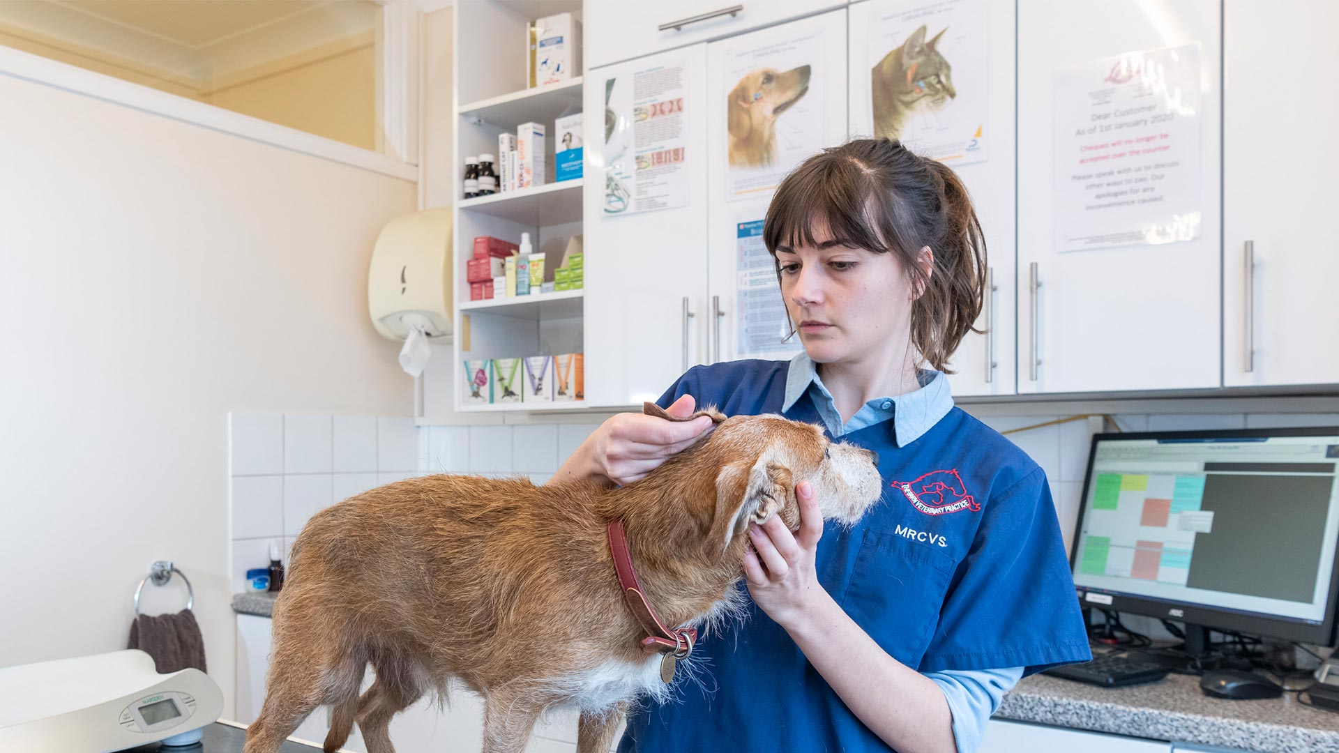 Small Animals Vets In Ipswich