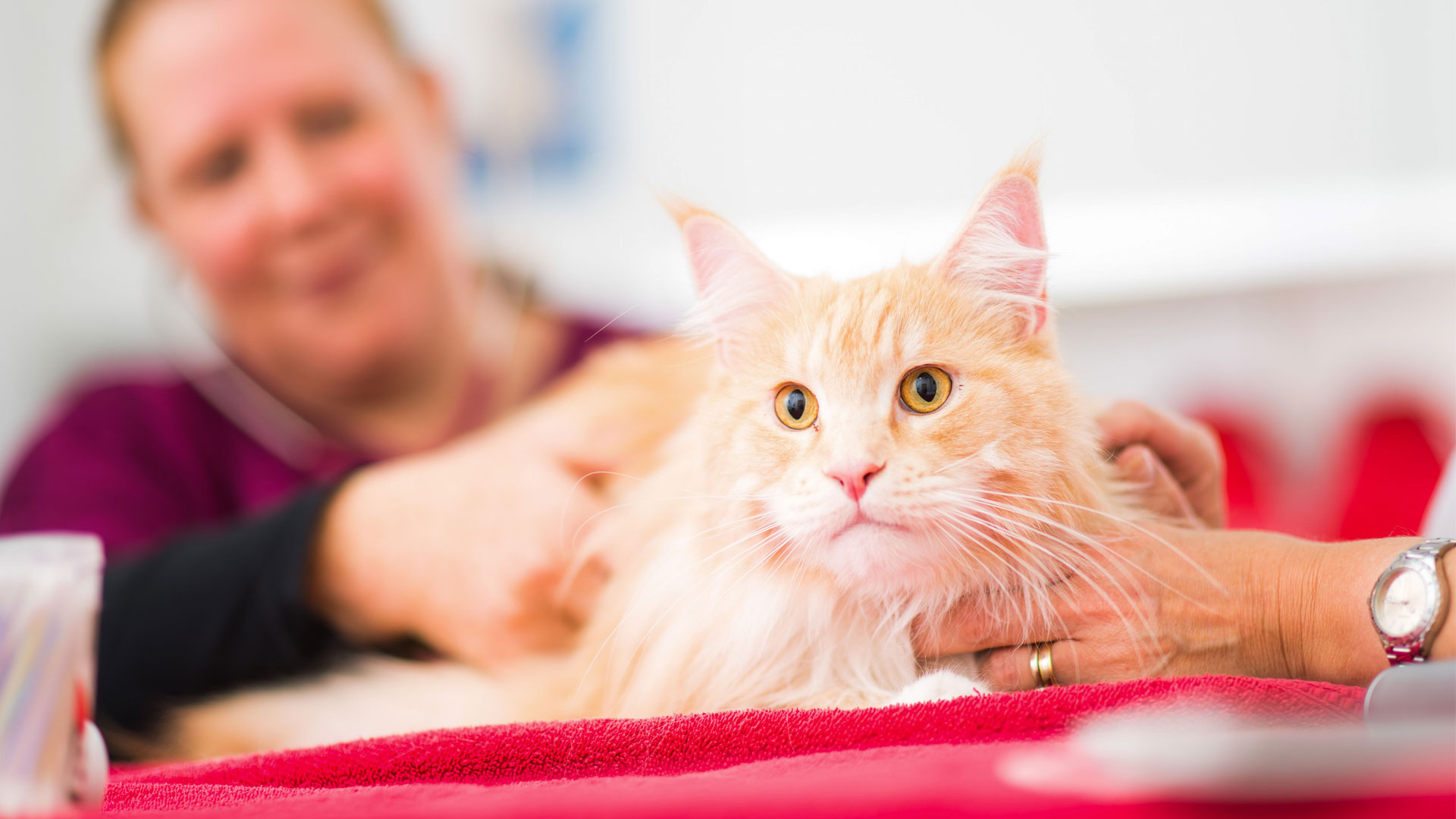 View our Special Offers CatOnly Clinic in Southsea, Portsmouth The