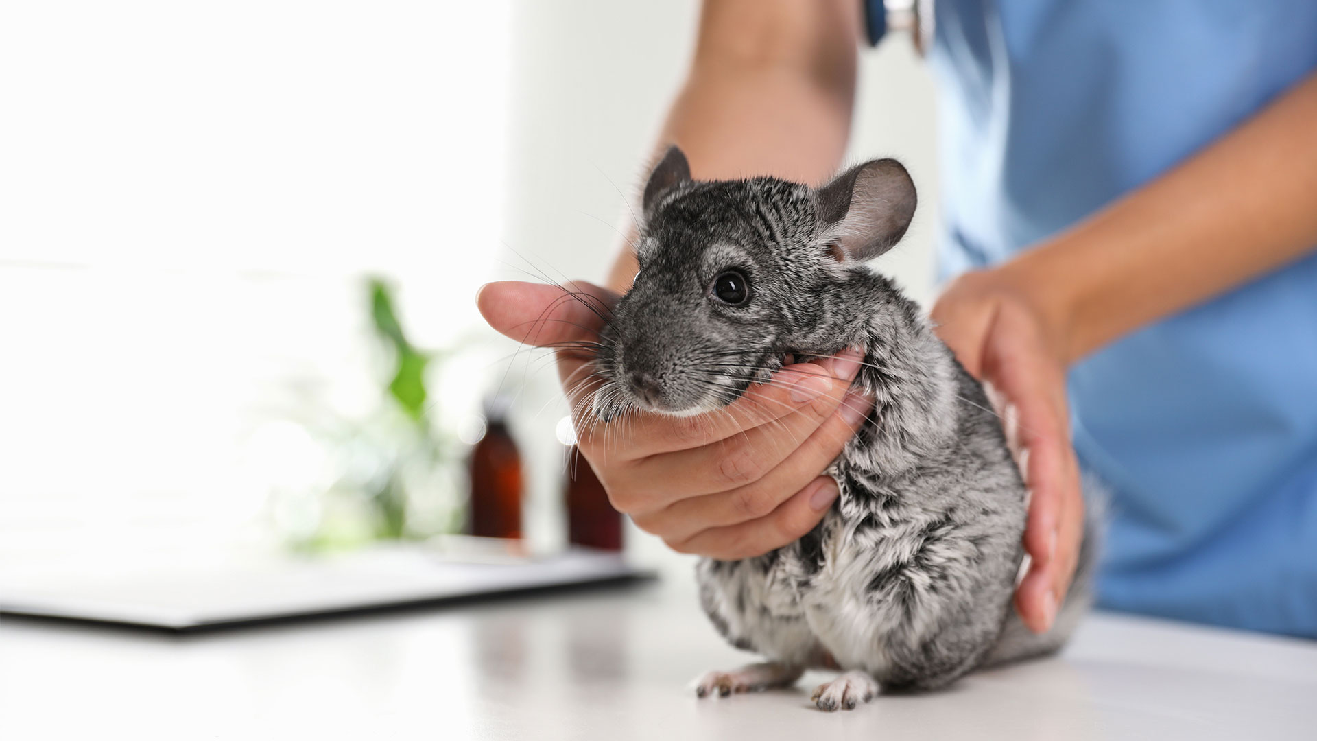 Exotic Pet Veterinary Services Local Vets in Lavister, Wrexham