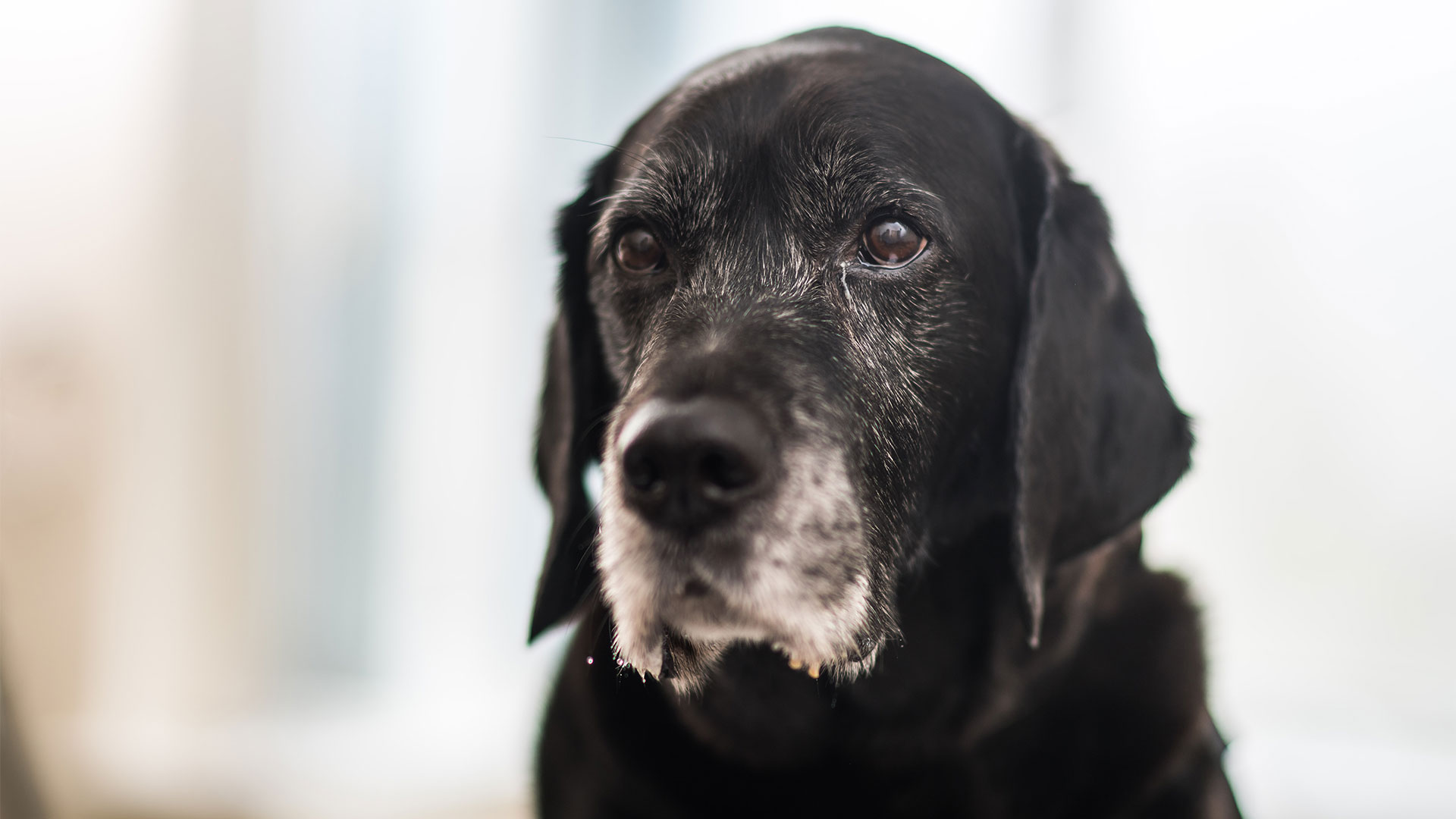 Animal Physiotherapy Services Local Vets in Lavister, Wrexham