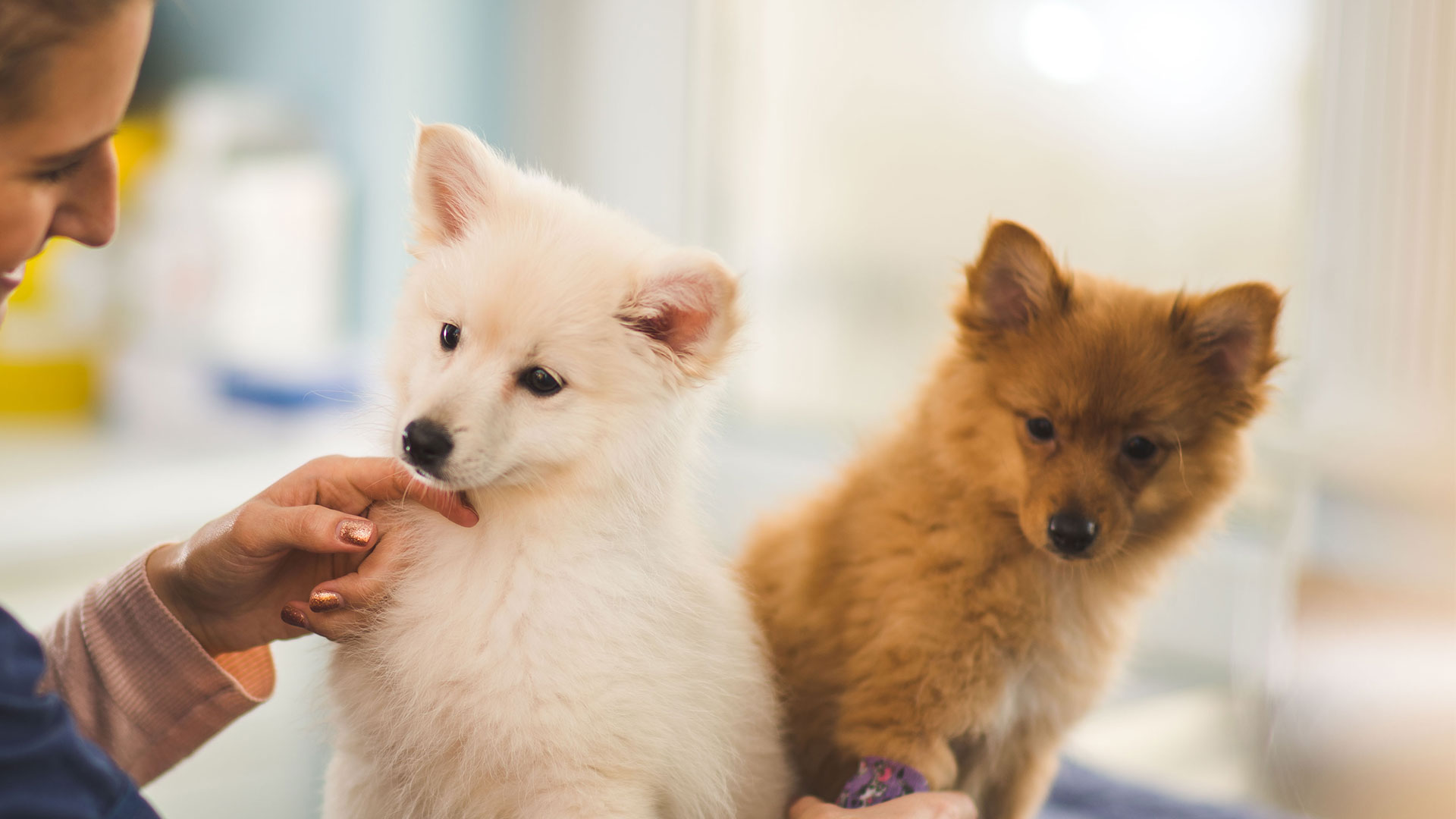 Veterinary Services Local Vets in Lavister, Wrexham & Chester