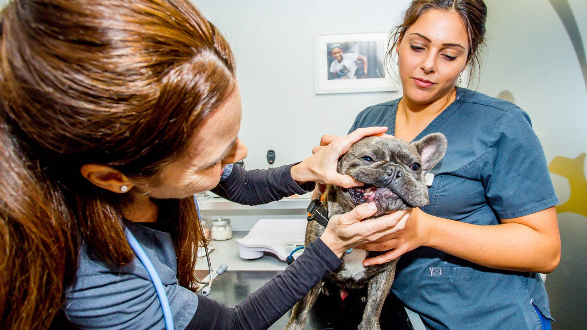 Pet Dental Hygiene Local Vets in London The Neighbourhood Vet