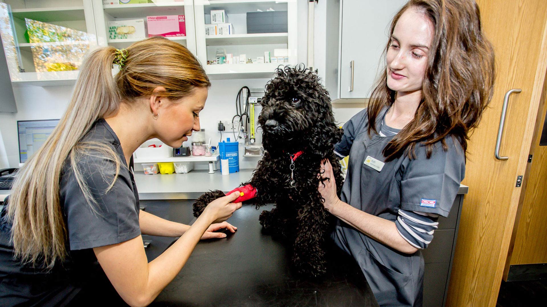 Veterinary Facilities Local Vets in London The Neighbourhood Vet