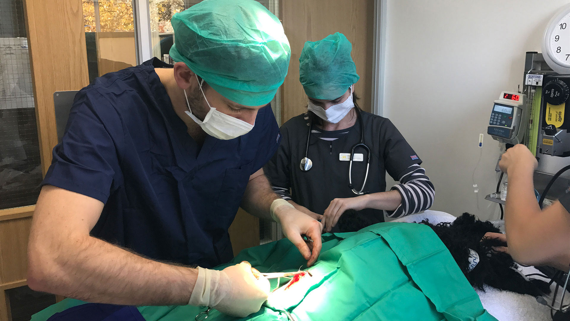 Neutering Services Local Vets in London The Neighbourhood Vet