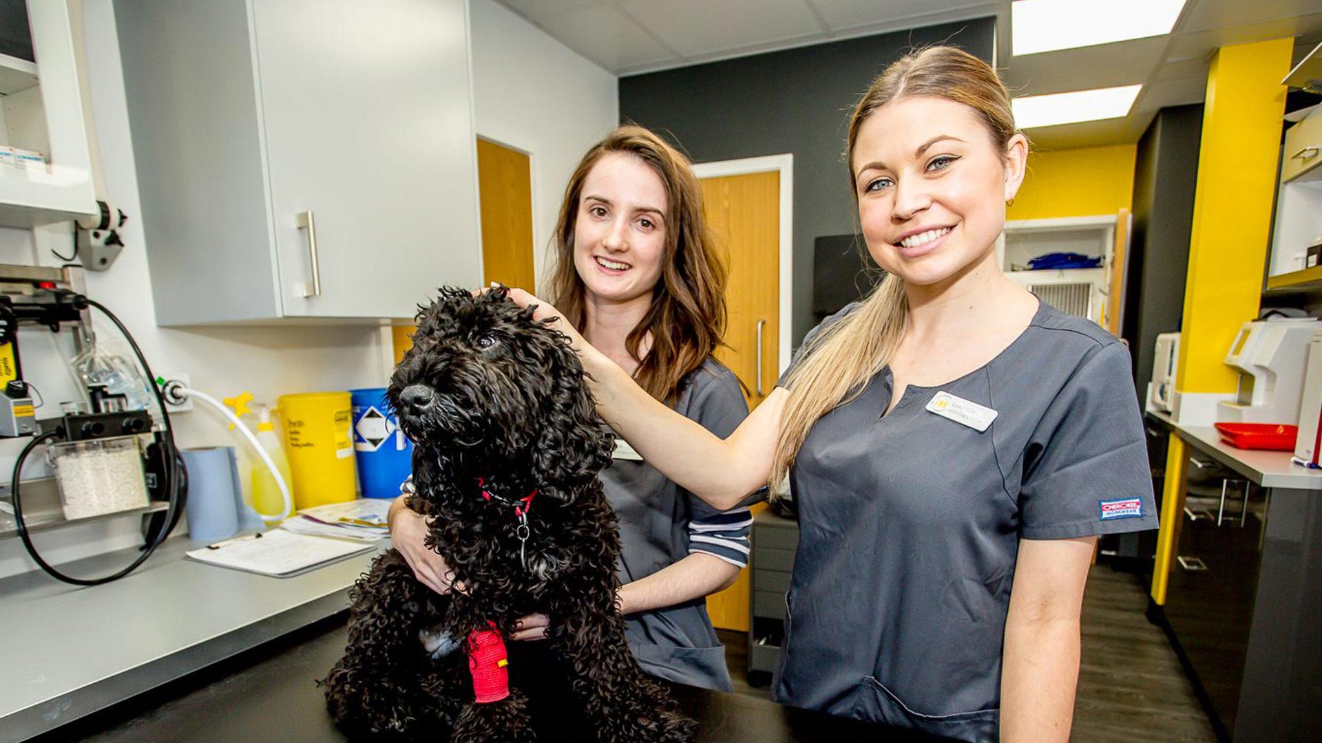 Veterinary Services Local Vets in London The Neighbourhood Vet