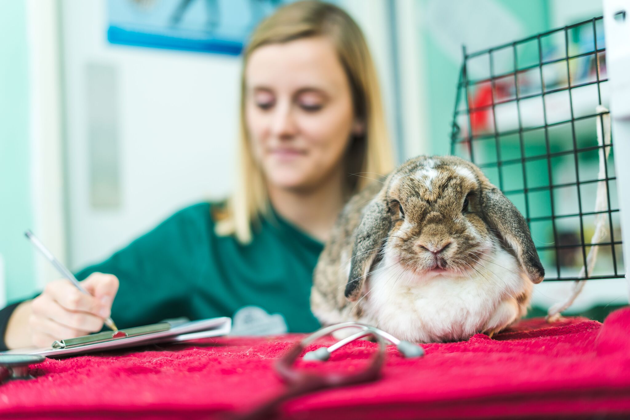 Rabbit Advice Local Vets in Buckingham The Vet Centre