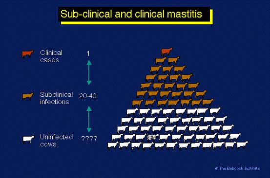 https://WEU-AZ-WEB-CDNEP.azureedge.net/mediacontainer/medialibraries/threeriversvetgroup/images/general/subclinical-clinical-mastit.jpg