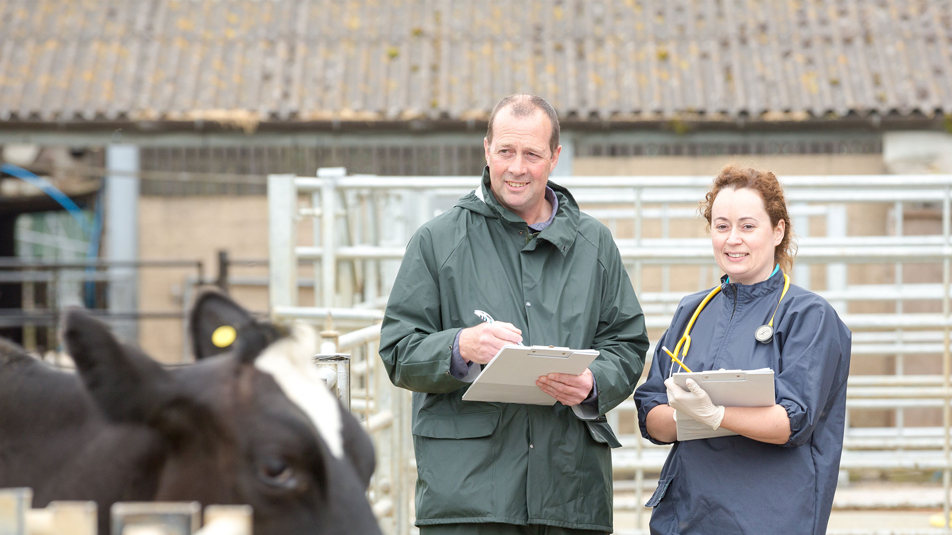 Farm Animal Vet Services Local Vets in Norfolk & Suffolk Three