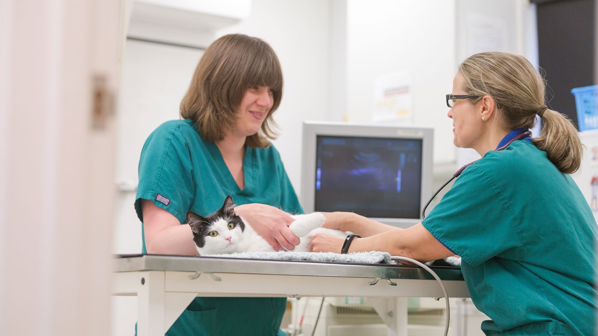 Pet Care Services In Norfolk and Suffolk Three Rivers Vet Group