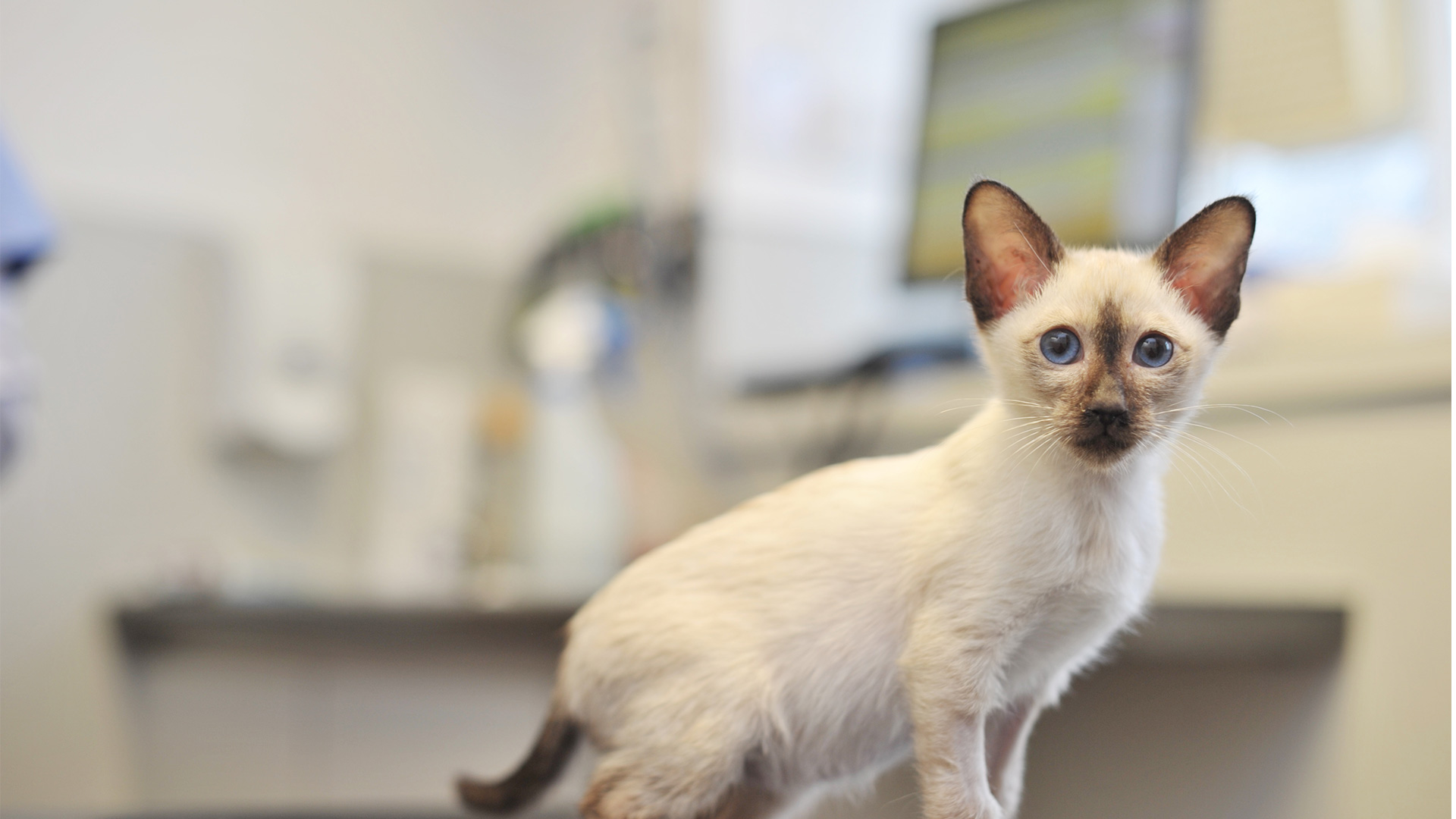 Kitten Advice from Local Vets Tower Vets in Perth Tower Vet