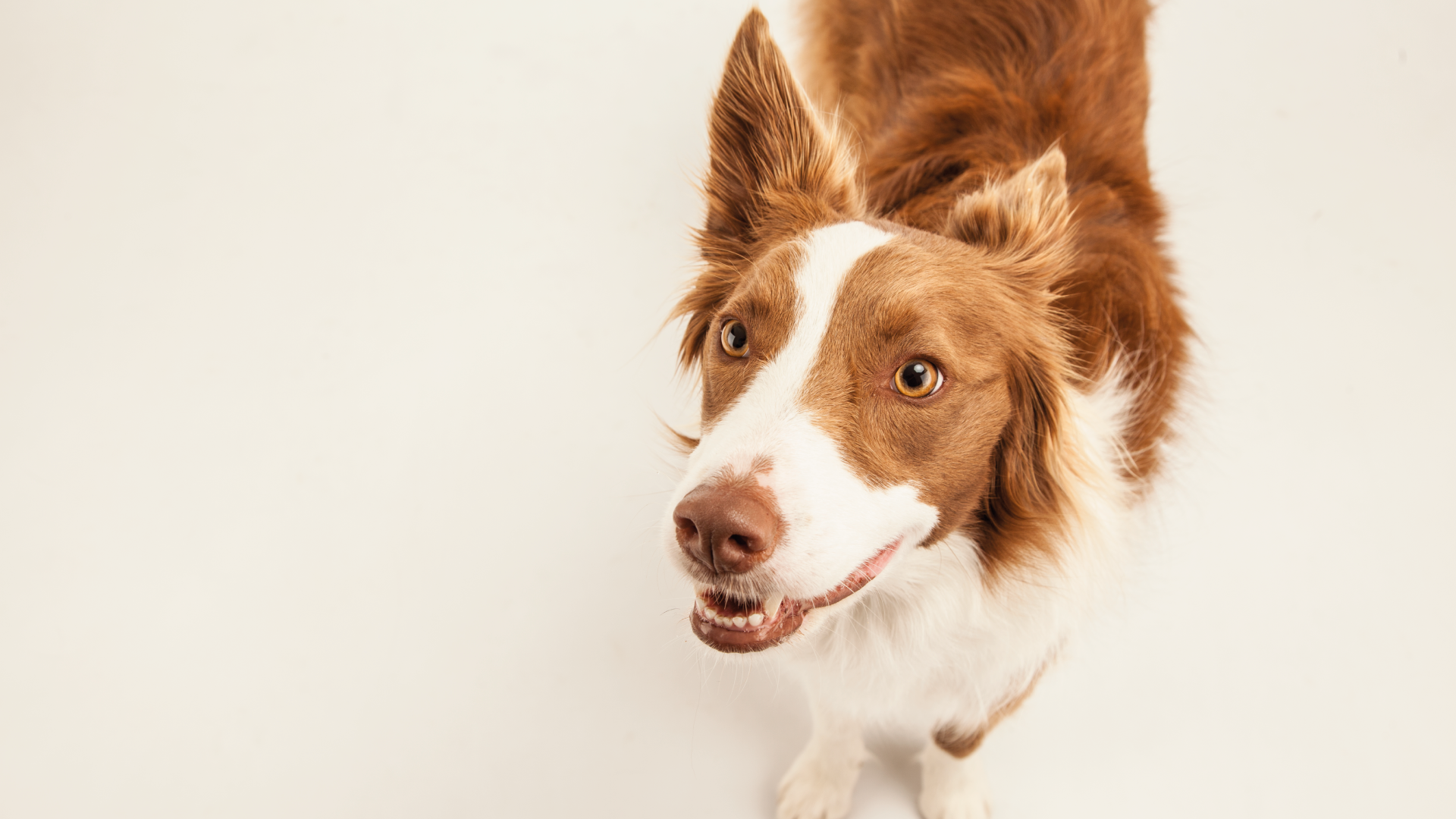 Male labrador castration
