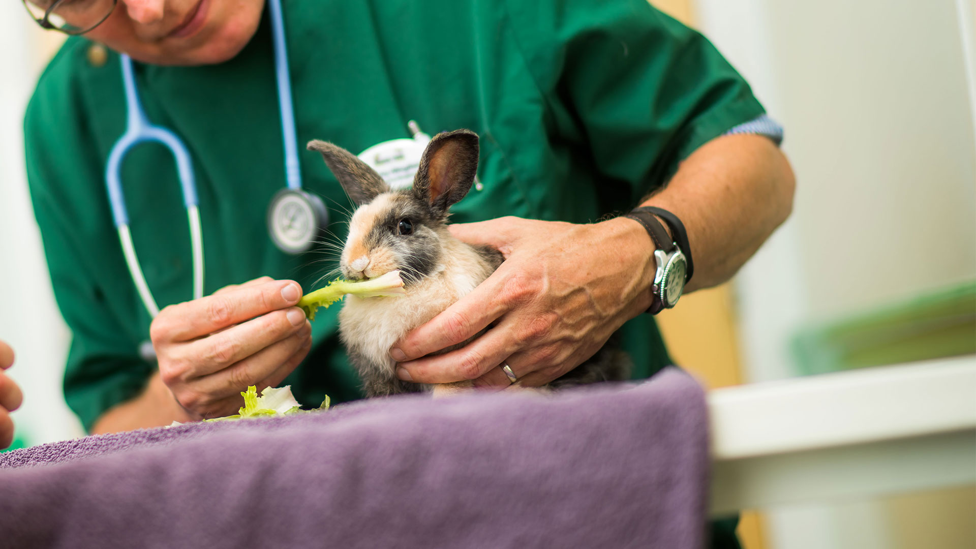 Meet the Team Exotic Specialists in Maidstone Trinity Vet Centre