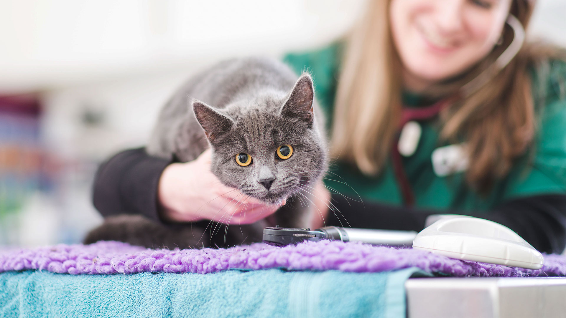 Vet Services Maidstone Gold Standard Care Trinity Vet Centre