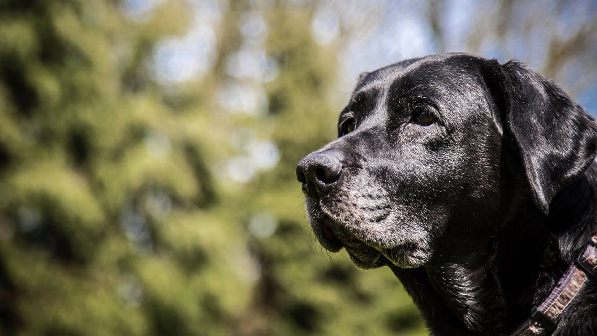 Top Quality Pet Care In Dursley Vale Vets Animal Hospital Vale Vets