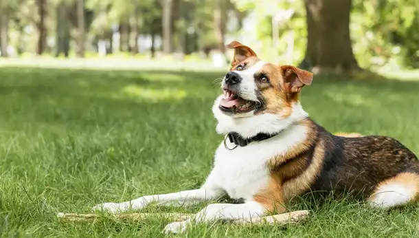 Large dog lying in grass