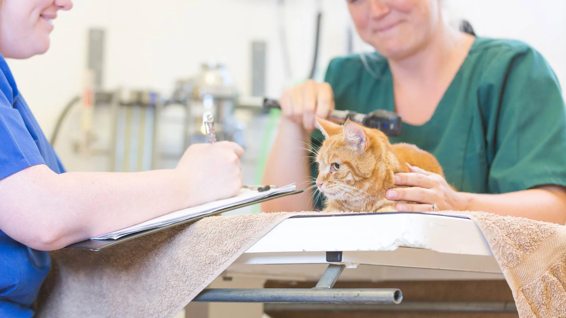 veterinary nursing jobs cork