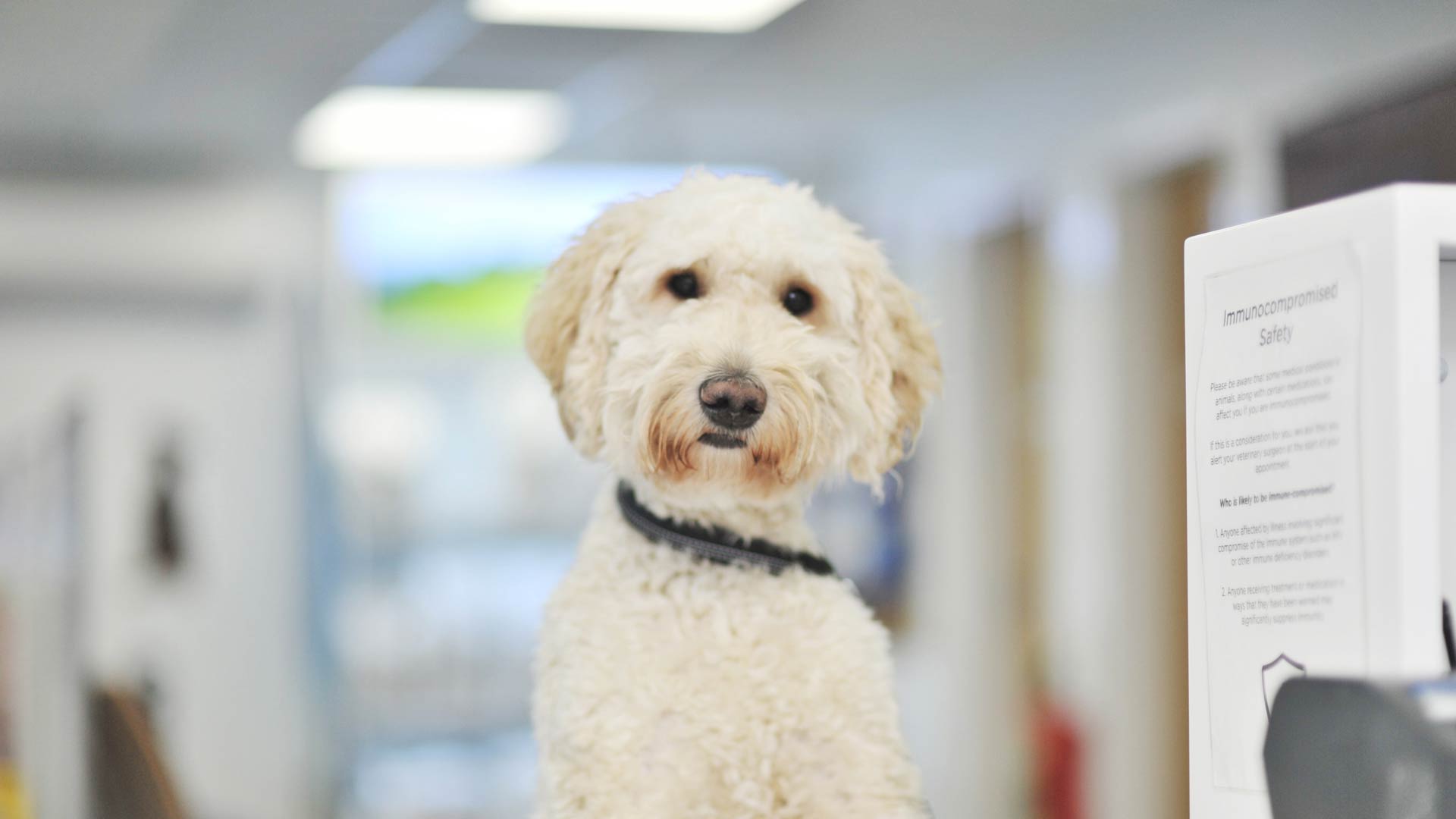 Contact us Glasgow Referral Vets The Dermatology Referral Service